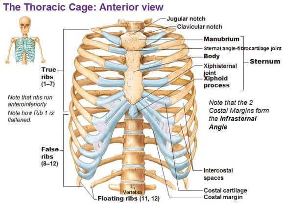 Dislocated rib - rib anatomy - picture of a rib cage