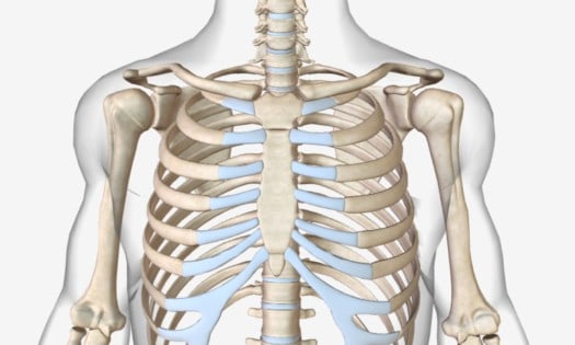 picture of the human ribs - dislocated ribs