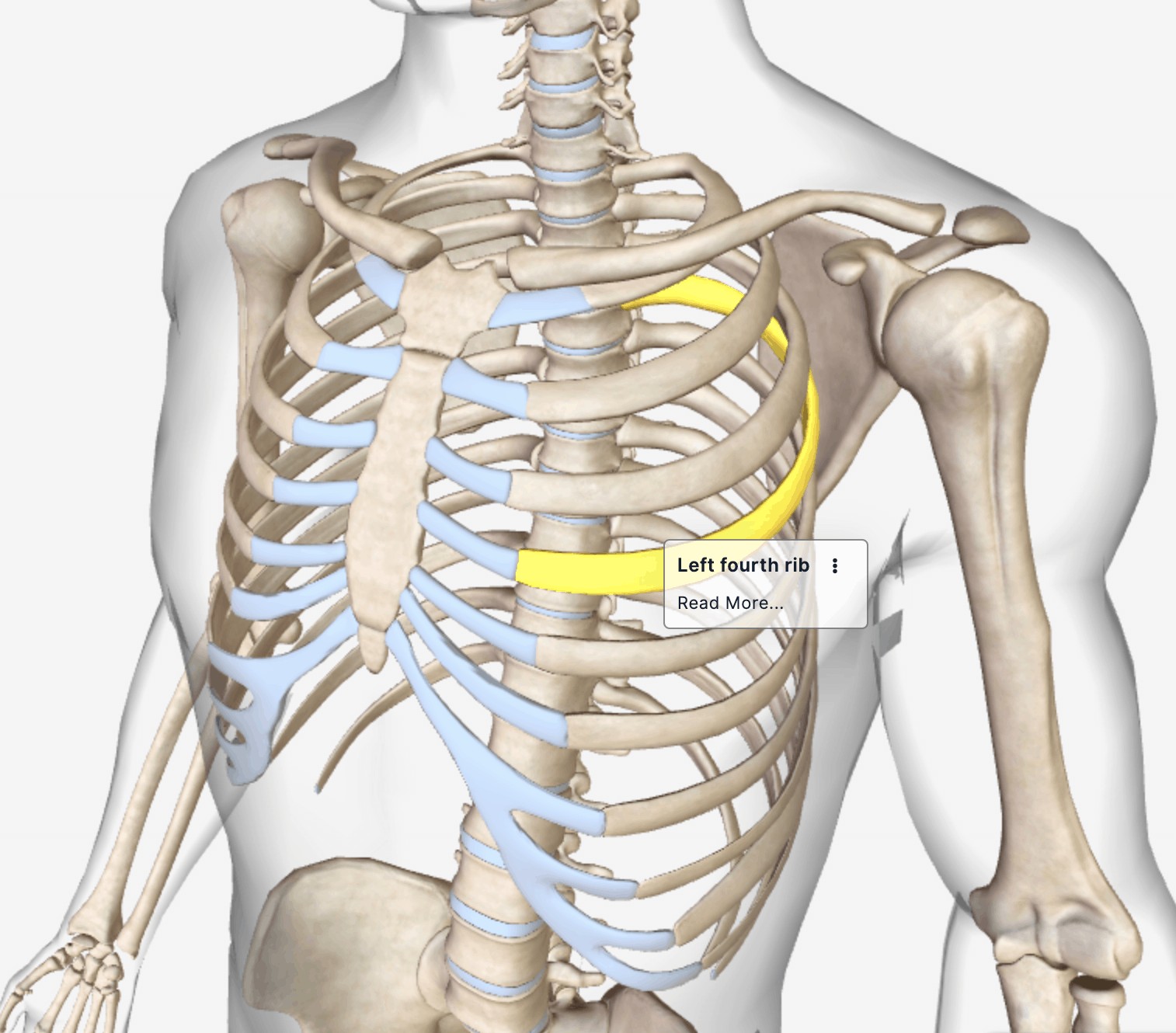 Anatomy Of The Human Ribs – With Full Gallery Pictures! -updated 