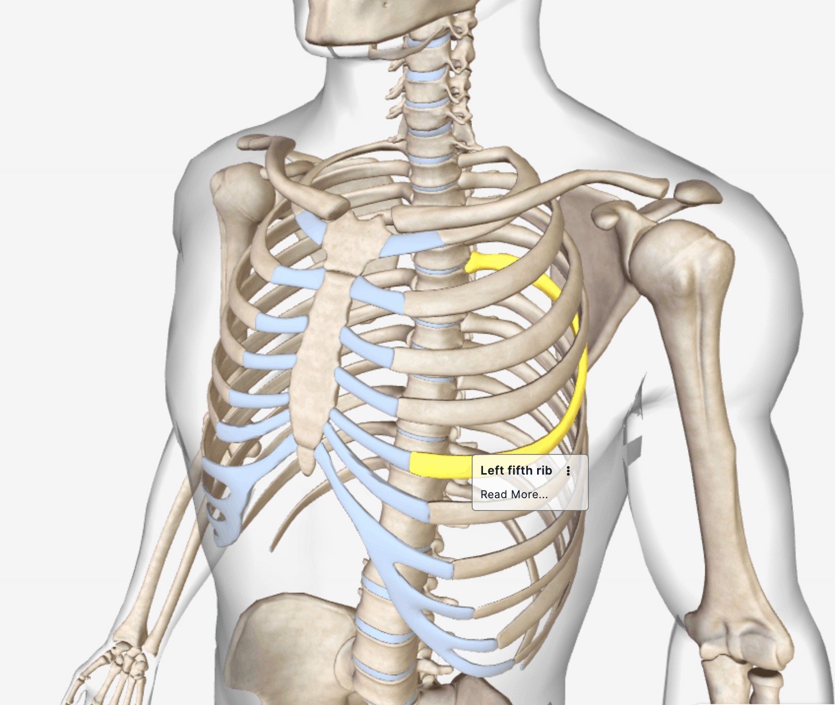 Anatomy of The Human Ribs – With Full Gallery Pictures! -updated ...