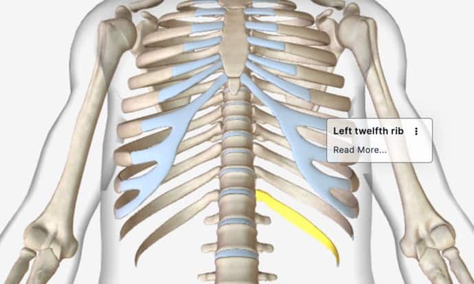 Dislocated Floating Rib Treatment – 1 major cause of painful Back pain ...