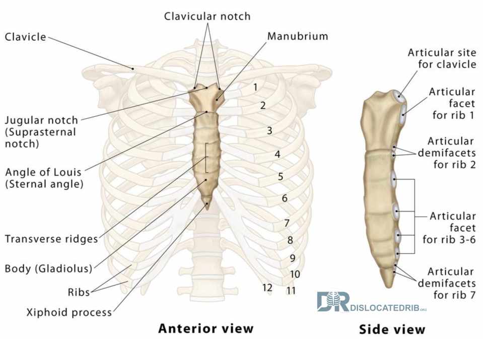 The Sternum - dislocated rib